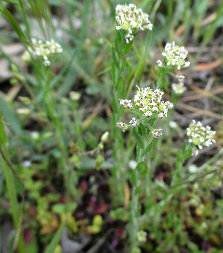 Field Pepperweed (Lepidium campestre)