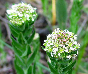 Хрінниця польова (Lepidium campestre)