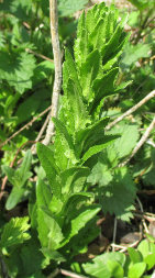 Хрінниця польова (Lepidium campestre)