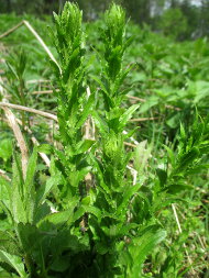 Клоповник полевой (Lepidium campestre)