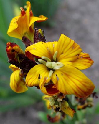Wallflower (Cheiranthus cheiri)
