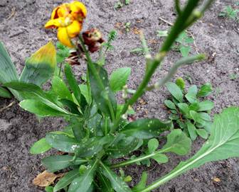 Wallflower (Cheiranthus cheiri)