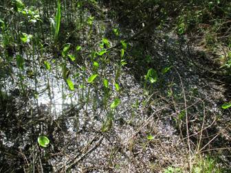 Білокрильник болотяний (Calla palustris)
