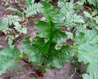 Rhubarb (Rheum)
