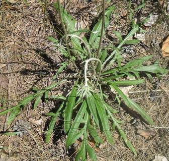 False-cornflower Jurinea (Jurinea pseudocyanoides)