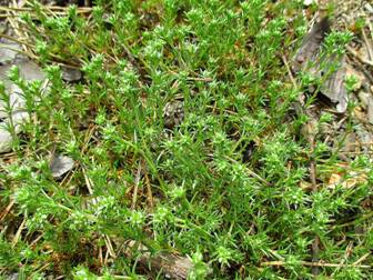 Дивала многолетняя (Scleranthus perennis)