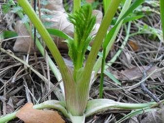 Болиголов пятнистый (Conium maculatum)