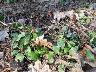 Common Wintergreen (Pyrola)