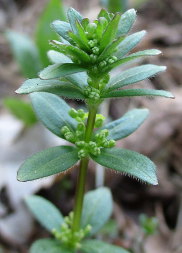 Slender Crosswort (Cruciata glabra)