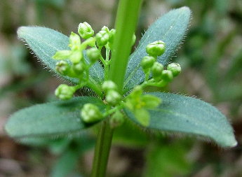 Slender Crosswort (Cruciata glabra)