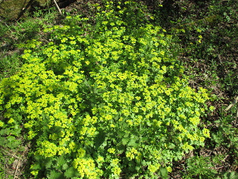 Селезёночник очерёднолистный (Chrysosplenium alternifolium)