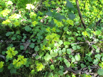 Селезёночник очерёднолистный (Chrysosplenium alternifolium)