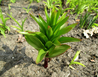 Рябчик (Fritillaria)