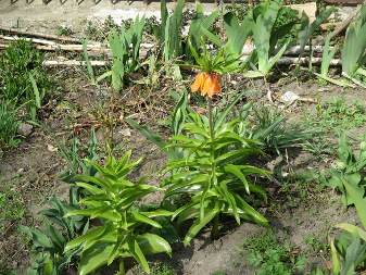 Crown imperial (Fritillaria)