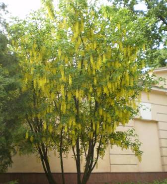 Golden Chain tree (Laburnum anagyroides)