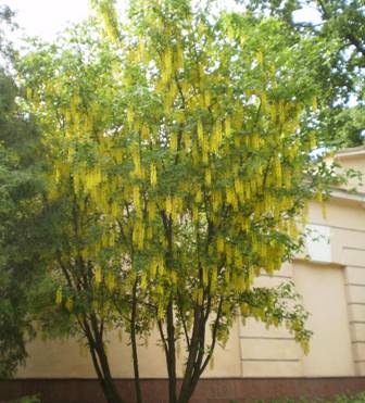 Бобовник анагирусовидный (Laburnum anagyroides)