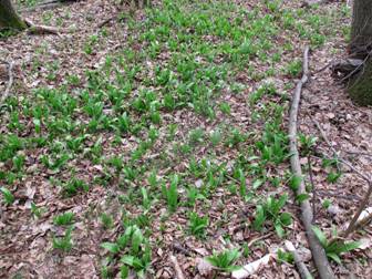 Ramsons; Wild garlic (Allium ursinum)