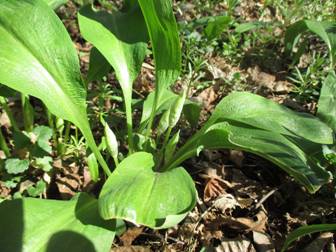 Ramsons; Wild garlic (Allium ursinum)