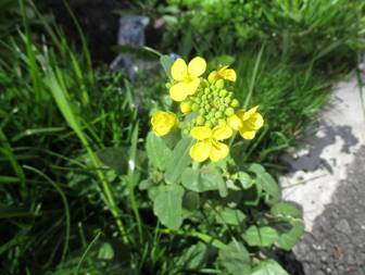 Field Mustard (Brassica campestris)
