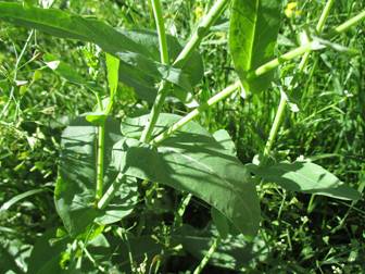 Field Mustard (Brassica campestris)
