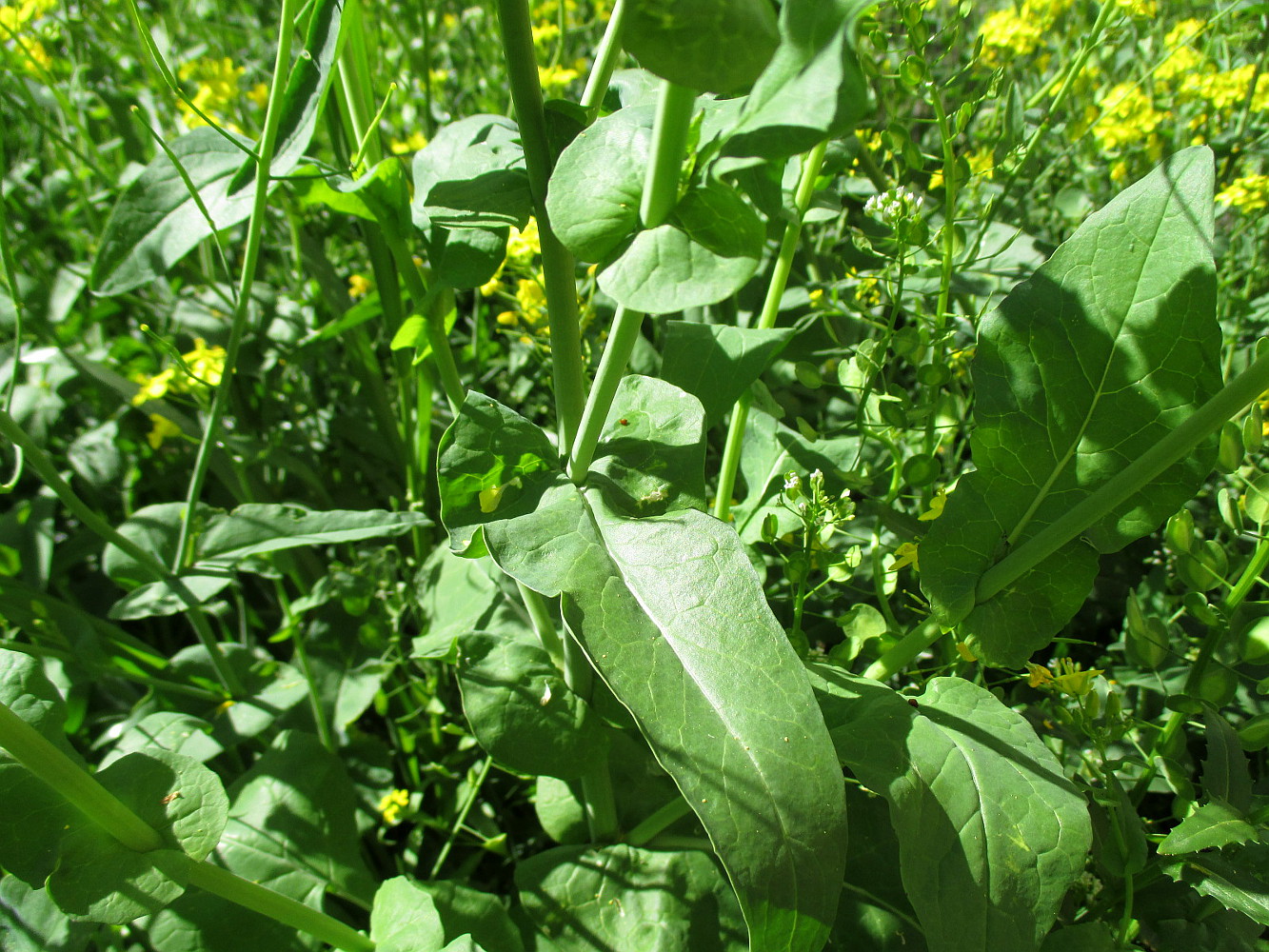 Капуста полевая (Brassica campestris)