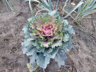 Ornamental Cabbage (Brassica oleracea)