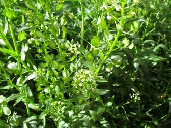 Field Pennycress (Thlaspi arvense)