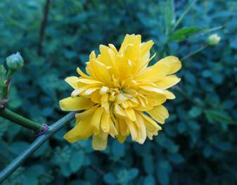 Japanese Yellow Rose (Kerria japonica)