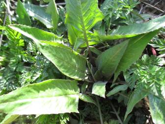 Свербига восточная (Bunias orientalis)