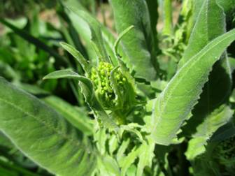 Turkish Warty-cabbage (Bunias orientalis)