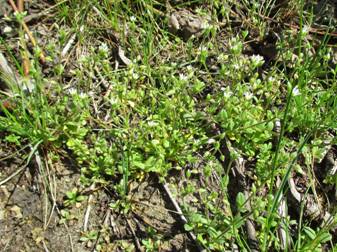 Ясколка пятитычинковая (Cerastium semidecandrum)