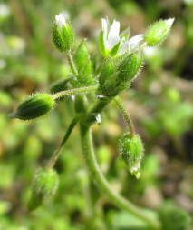 Ясколка пятитычинковая (Cerastium semidecandrum)