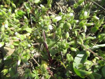 Роговик п'ятитичинковий (Cerastium semidecandrum)