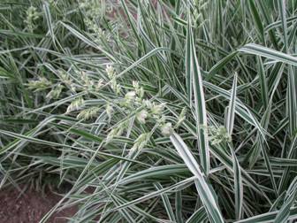 Reed Canary Grass (Phalaroides japonica)