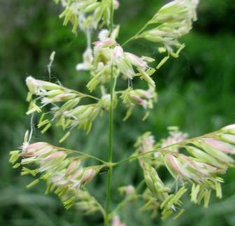Reed Canary Grass (Phalaroides japonica)