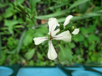 Эрука посевная (Eruca sativa)