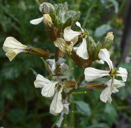 Arugula (Eruca sativa)