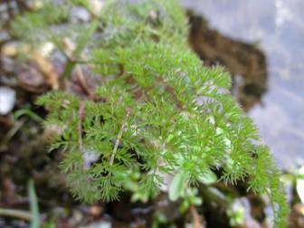 Fineleaf Water Dropwort (Oenanthe aquatica)