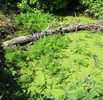 Fineleaf Water Dropwort (Oenanthe aquatica)