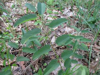 Great Burnet (Sanguisorba officinalis)