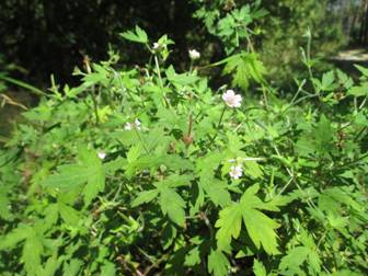 Герань сибірська (Geranium sibiricum)