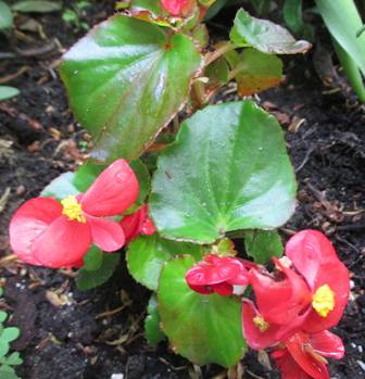 Begonia