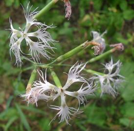 Гвоздика стиснуточашечна (Dianthus stenocalyx)