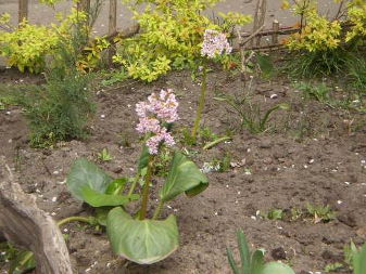 Бадан товстолистий (Bergenia crassifolia)