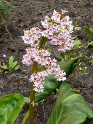 Бадан товстолистий (Bergenia crassifolia)