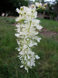 Лабазник обыкновенный (Filipendula vulgaris)