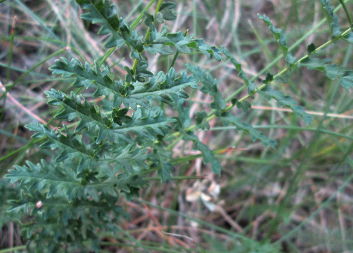 Гадючник звичайний (Filipendula vulgaris)