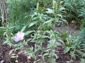 Кларкия приятная (Clarkia amoena)