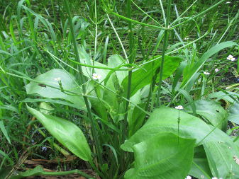 Water-plantain (Alisma)