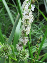 Bur-reed (Sparganium)